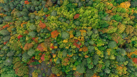 Coup de chaud sur nos forêts ! | France culture | La SELECTION du Web | CAUE des Vosges - www.caue88.com | Scoop.it