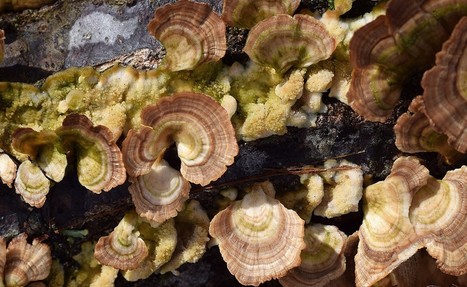 Finding out about fungi with Professor Sergey Karpov - Jean d’Alembert Fellowship Winner | Life Sciences Université Paris-Saclay | Scoop.it