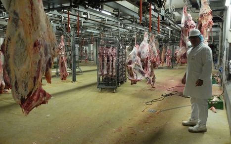 Dordogne : l’abattoir de Thiviers repris par le groupe Carnivor | Actualité Bétail | Scoop.it