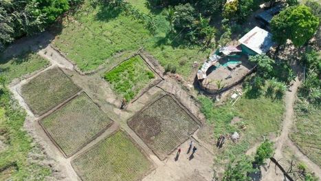 PANAMA: Reos de Coclé sembrarán sus propios alimentos en granja de Llano Marín | SRI Global News: February - April 2024 **sririce -- System of Rice Intensification | Scoop.it