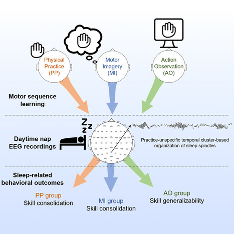 Effets du sommeil sur la consolidation des apprentissages moteurs acquis par pratique physique, imagerie motrice et observation d’action | Life Sciences Université Paris-Saclay | Scoop.it