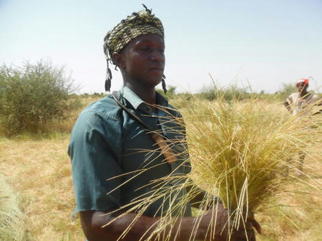 MALI:  From West Africa, Here Comes the Next Miracle Grain: Fonio | SRI Global News: February - April 2024 **sririce -- System of Rice Intensification | Scoop.it