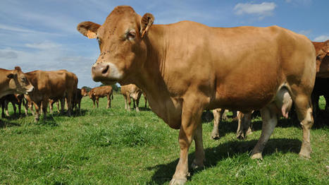 Prix de revient des gros bovins au premier semestre 2023 | Actualité Bétail | Scoop.it