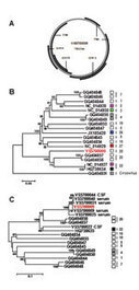 Novel Cyclovirus in Human Cerebrospinal Fluid, Malawi, 2010–2011 | Virology News | Scoop.it