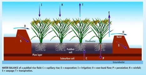 How much water does rice use? from IRRI, posted in honor of World Water Day | Plant Biology Teaching Resources (Higher Education) | Scoop.it