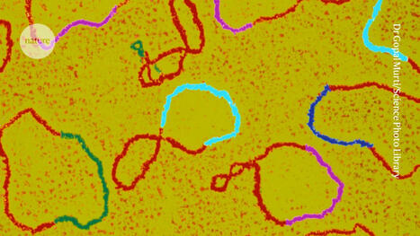 Serious errors plague DNA tool that’s a workhorse of biology | SynBioFromLeukipposInstitute | Scoop.it