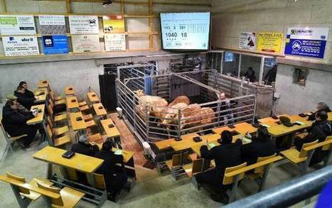 Les éleveurs du marché aux bestiaux de Corbigny appellent à "défendre une production nationale de viande" | Actualité Bétail | Scoop.it