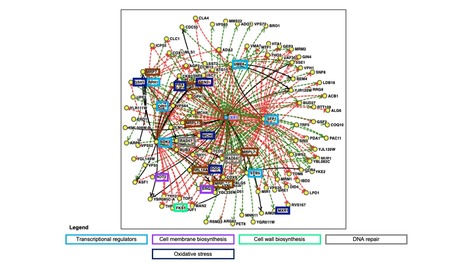 Genetic Determinants of Methanol Tolerance for Robustness Engineering of Yeasts | iBB | Scoop.it