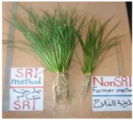 IRAQ: Water Savings, Yield, and Economic Benefits of Using SRI Methods with Deficit Irrigation in Water-Scarce Southern Iraq | SRI Global News: February - April 2024 **sririce -- System of Rice Intensification | Scoop.it