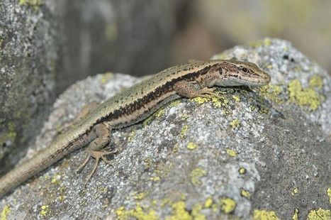 Changement climatique : coup de chaud pour les lézards pyrénéens  | Vallées d'Aure & Louron - Pyrénées | Scoop.it