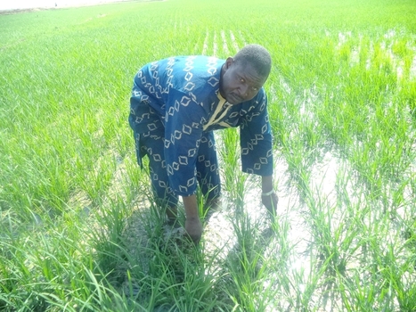MALI: SRI - Giving new life to rice production by closing productivity gap in Mali | West Africa Agricultural Productivity Program | SRI Global News: February - April 2024 **sririce -- System of Rice Intensification | Scoop.it