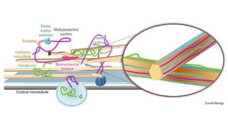 Architecture and growth of the plant cell wall | Life Sciences Université Paris-Saclay | Scoop.it