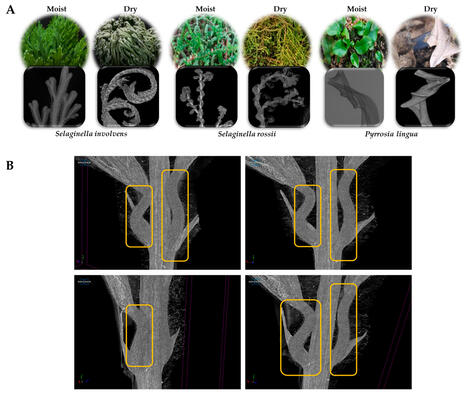 Applied Sciences | Free Full-Text | Exploring the Mechanisms of Humidity Responsiveness in Plants and Their Potential Applications | Biognosis | Scoop.it