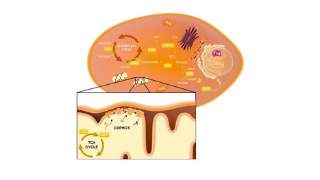 Oxidative Stress Response Pathway Promotes Virulence | iBB | Scoop.it