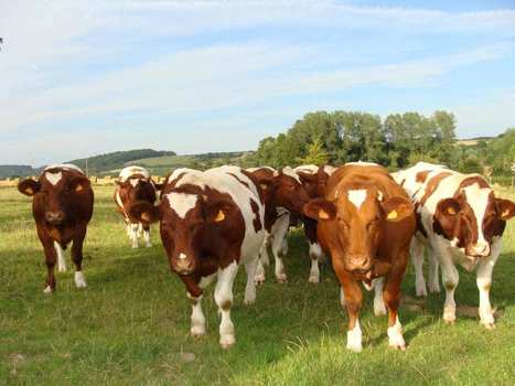Mise en place d'une aide aux éleveurs de bovins viande | Actualité Bétail | Scoop.it