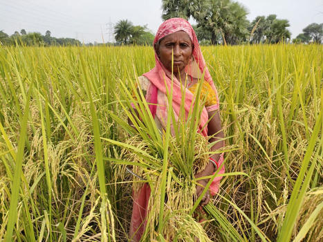 UK: Introducing SRI-2030... | SRI Global News: February - April 2024 **sririce -- System of Rice Intensification | Scoop.it