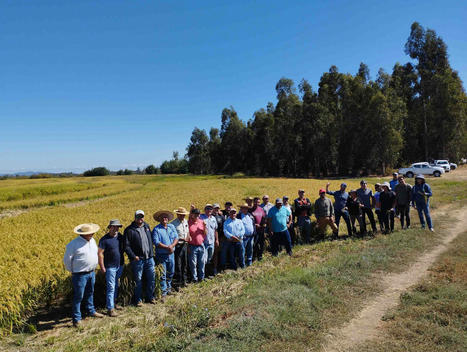 LATIN AMERICA: Arroz Resiliente del Futuro para ALC | SRI Global News: February - April 2024 **sririce -- System of Rice Intensification | Scoop.it