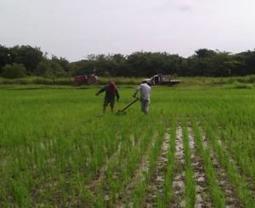 VENEZUELA: AgroEnlace - Transmisión en vivo | System of Rice Intensification (SRI) | SRI Global News: February - April 2024 **sririce -- System of Rice Intensification | Scoop.it