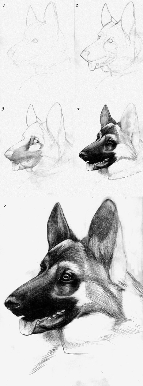 Canine Drawing Tutorial - GS | Drawing References and Resources | Scoop.it