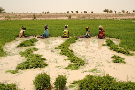 Lotus Foods: Women Strong | SRI Global News: February - April 2024 **sririce -- System of Rice Intensification | Scoop.it