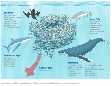 Why Sardines Matter: Critical Ecosystem Food Source in Steep Decline | OUR OCEANS NEED US | Scoop.it