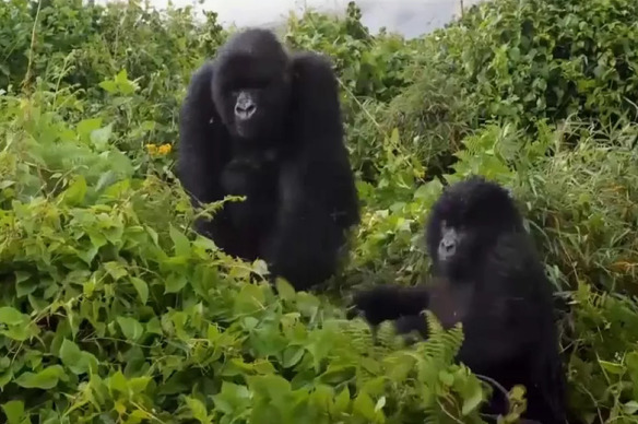 Rwanda : augmentation du nombre de gorilles des montagnes