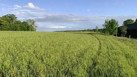 Vers un assouplissement des règles de retournement de prairies permanentes | Elevage et environnement | Scoop.it