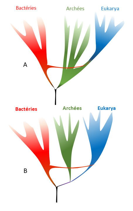 Asgard archaea do not close the debate about the universal tree of life topology | Life Sciences Université Paris-Saclay | Scoop.it