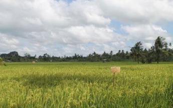 PHILIPPINES: Organic-Based System of Rice Intensification (SRI) | SRI Global News: February - April 2024 **sririce -- System of Rice Intensification | Scoop.it
