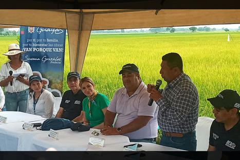 ECUADOR: Arroz Orgánico, con Menos Químicos y Fertilizantes se Impulsa en la Provincia del Guayas | SRI Global News: February - April 2024 **sririce -- System of Rice Intensification | Scoop.it