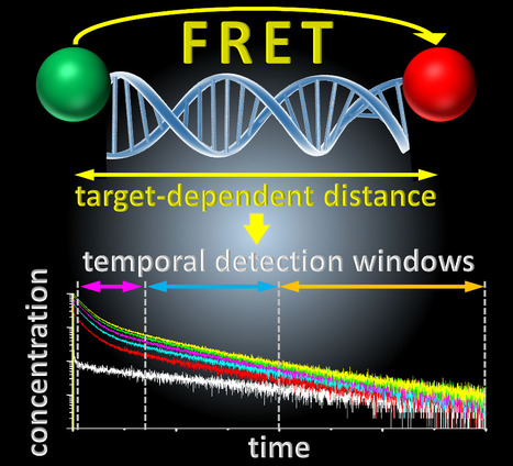 Single sensor for multiple DNA or RNA targets | Life Sciences Université Paris-Saclay | Scoop.it