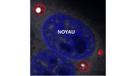 Mode de fonctionnement du virus de la «bronchiolite du nourrisson» | Life Sciences Université Paris-Saclay | Scoop.it