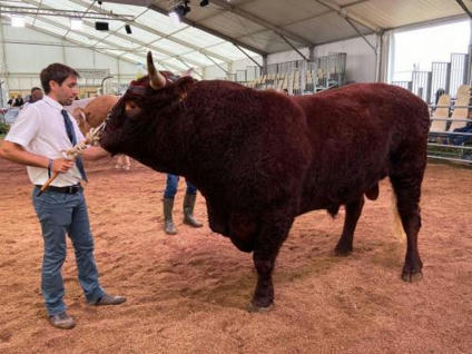 Les rois et reines de l’élevage défilent à la Foire agricole de Sedan | Actualité Bétail | Scoop.it