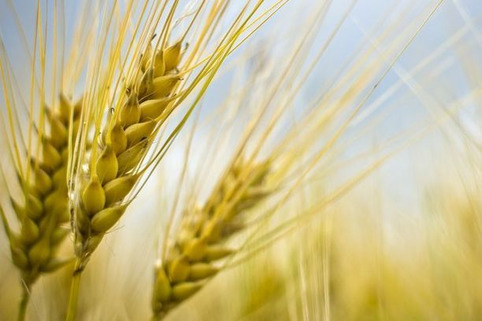 La filière blé française en 5e position, pénalisée par le coût du travail | Veille territoriale AURH | Scoop.it