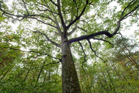 La "forêt mosaïque", une stratégie française | Sciences Avenir | La SELECTION du Web | CAUE des Vosges - www.caue88.com | Scoop.it