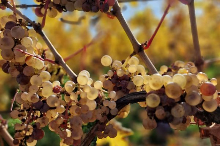 Alsace : des viticulteurs exclus de l'appellation riesling, une pétition est lancée | Thématique Gastronomie et Oeno | Scoop.it