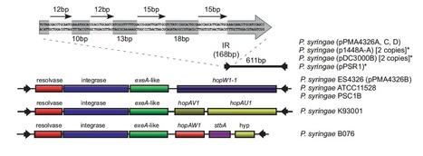 J Bact: E622: a miniature, virulence-associated mobile element | Plants and Microbes | Scoop.it