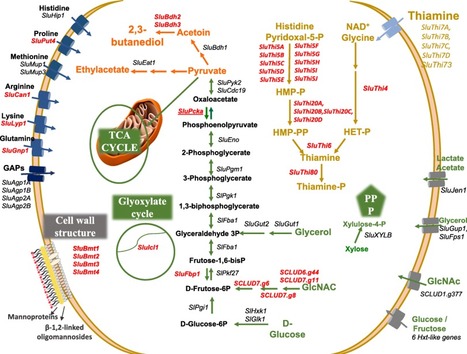 Genome Sequencing of the Non-conventional Yeast Saccharomycodes ludwigii | iBB | Scoop.it