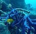 Oceans have acidified more in the last 200 years than they did in the previous 21,000 years, claims new climate change research | OUR OCEANS NEED US | Scoop.it