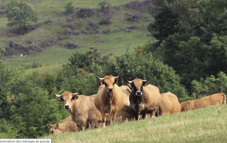 La production de viande bio a doublé en 5 ans | Actualité Bétail | Scoop.it