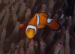 Carbon dioxide is 'driving fish crazy' | OUR OCEANS NEED US | Scoop.it