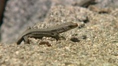 Il faut sauver le lézard de Bonnal - France 3 Midi-Pyrénées | Vallées d'Aure & Louron - Pyrénées | Scoop.it