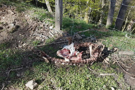 Hautes-Pyrénées : une nouvelle attaque imputée à l'ours dans une bergerie à Lançon | Vallées d'Aure & Louron - Pyrénées | Scoop.it