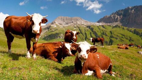 Des vaches Abondance pour une production de montagne | Actualité Bétail | Scoop.it