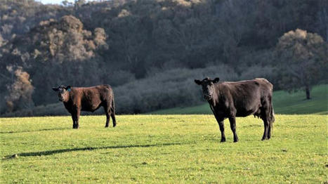 Le Canada exporte peu de viande bovine vers l'UE | Actualité Bétail | Scoop.it