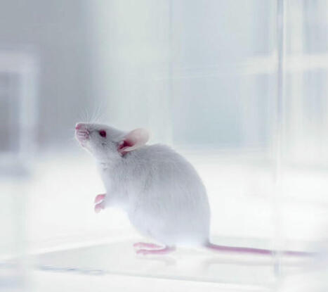 Scientists create first mouse model with complete, functional human immune system | Immunology | Scoop.it