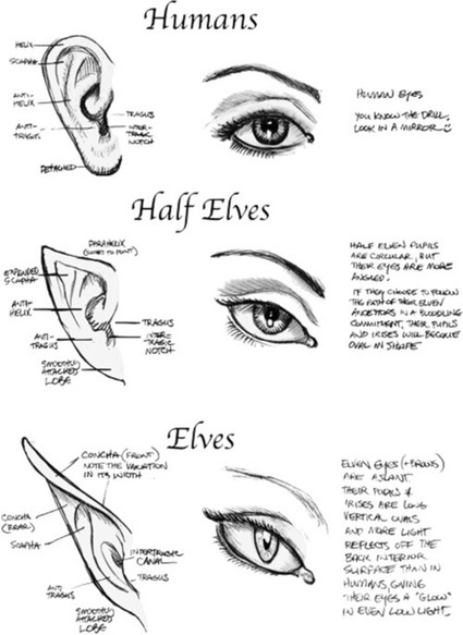 Ear Drawing Reference Guide | Drawing References and Resources | Scoop.it