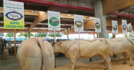 Saint-Christophe-en-Brionnais. En images : le concours de bovins de boucherie en images | Actualité Bétail | Scoop.it