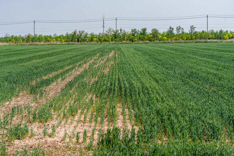 CHINA: Xi’s campaign to feed China is turning wasteland into farms | ASIES | Scoop.it